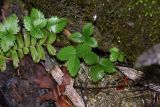 Fragaria vesca. Вегетирующее растение. Перу, регион Куско, провинция Урубамба, окр. г. Мачу - Пикчу, обочина дороги к археологическому комплексу. 18.10.2019.