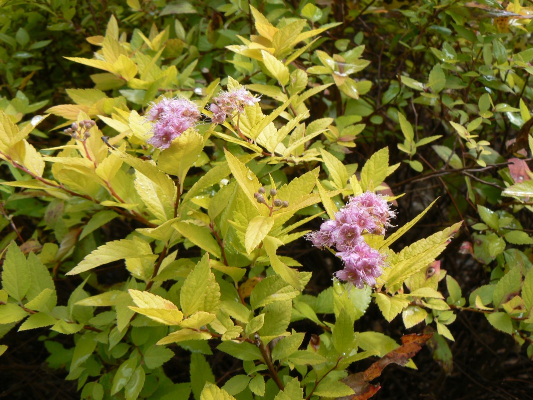 Изображение особи Spiraea japonica.
