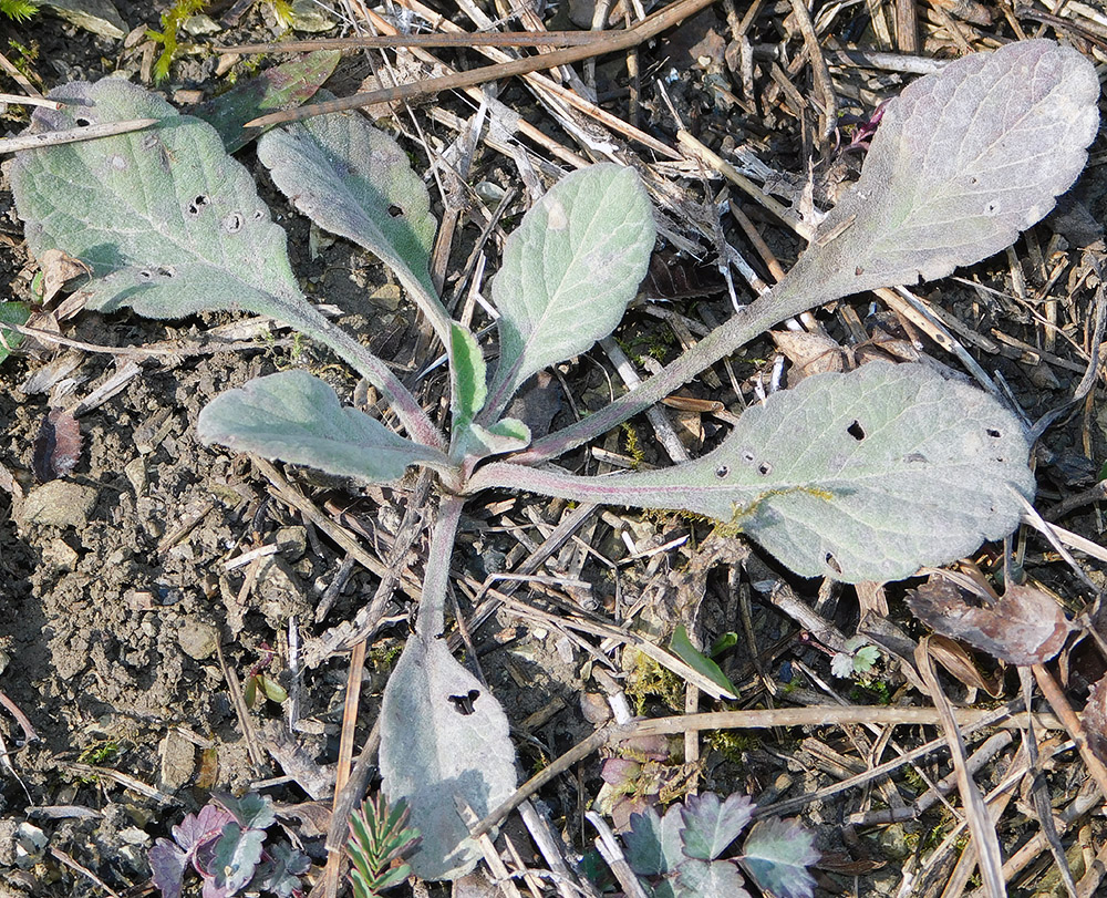 Image of Scabiosa bipinnata specimen.