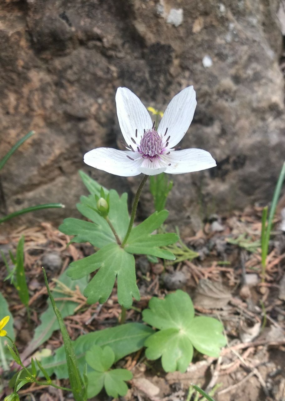 Image of Anemone tschernaewii specimen.