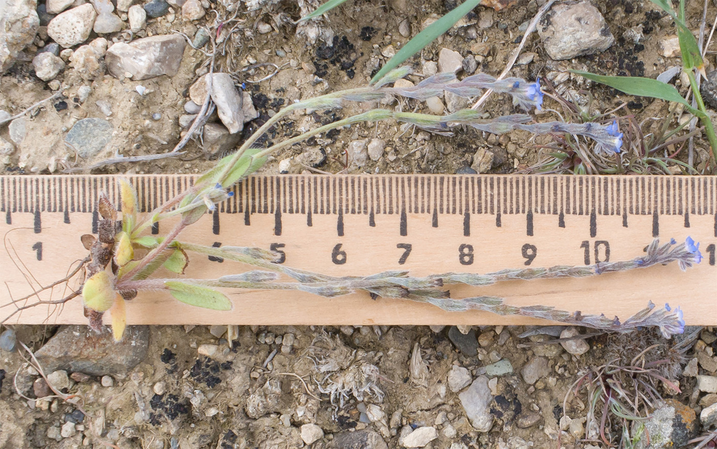 Image of Myosotis incrassata specimen.