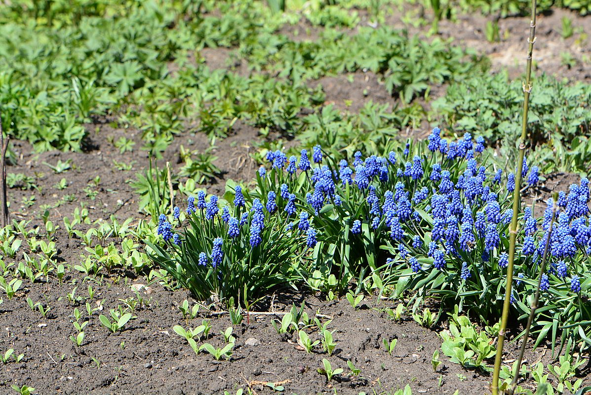 Изображение особи Muscari botryoides.