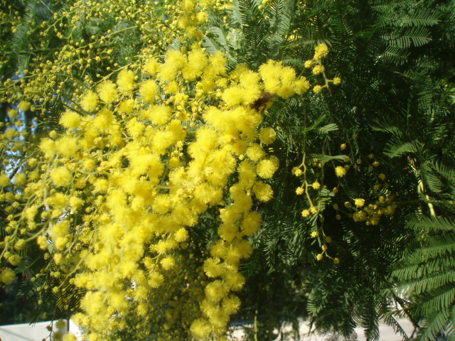 Изображение особи Acacia dealbata.