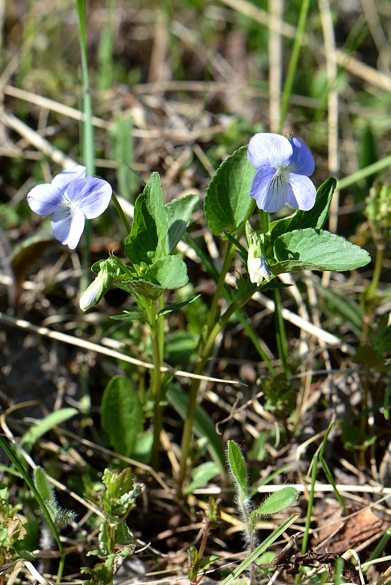 Image of Viola canina specimen.