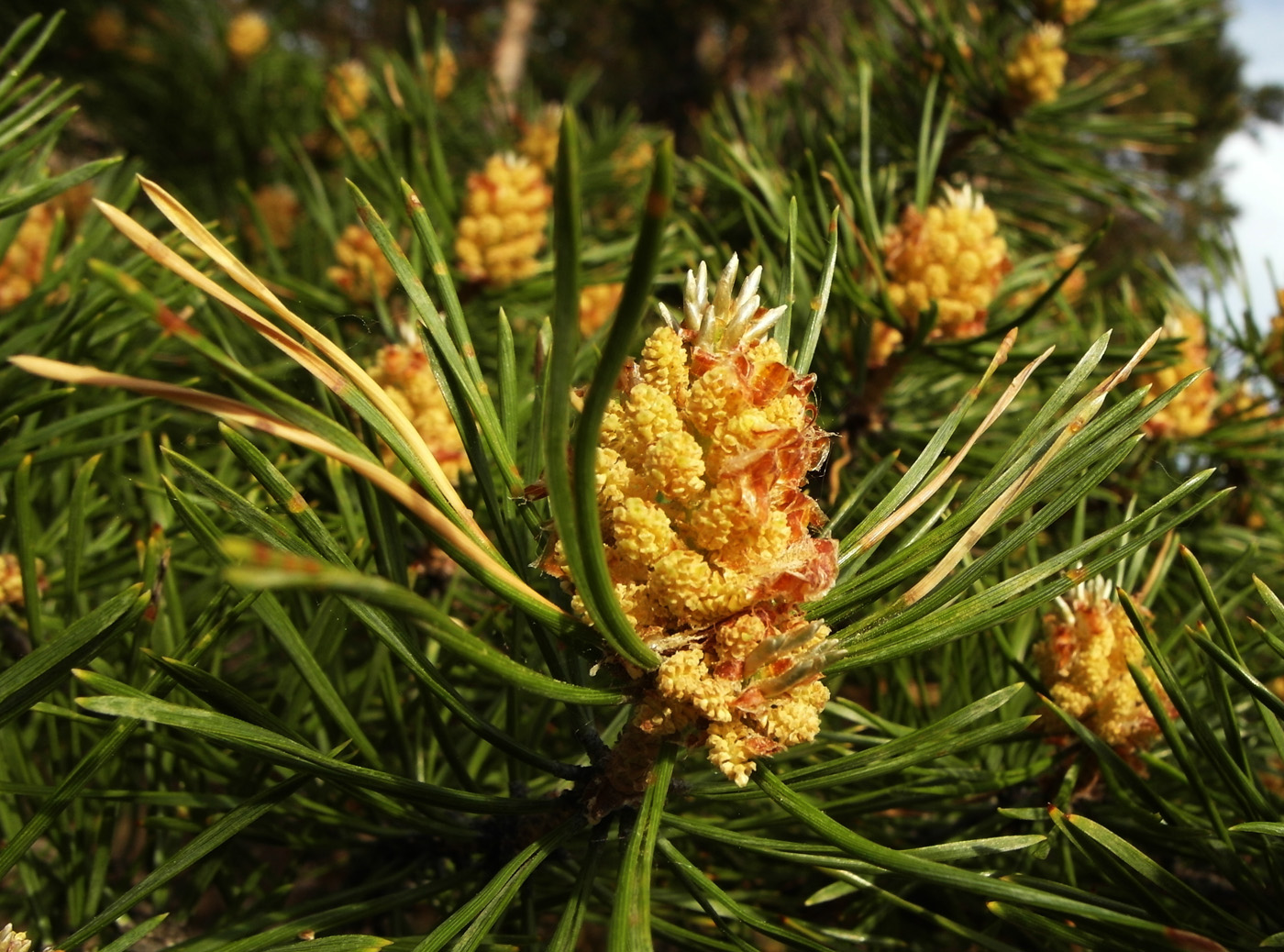 Изображение особи Pinus sylvestris.