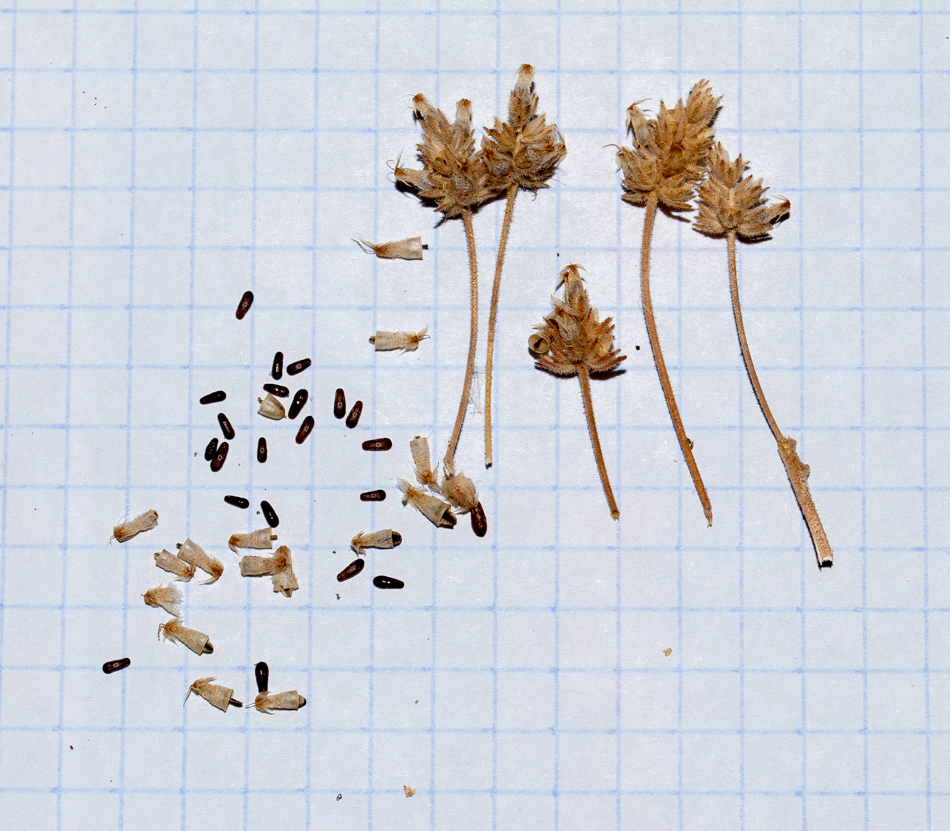 Image of Plantago afra specimen.