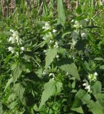 Lamium album