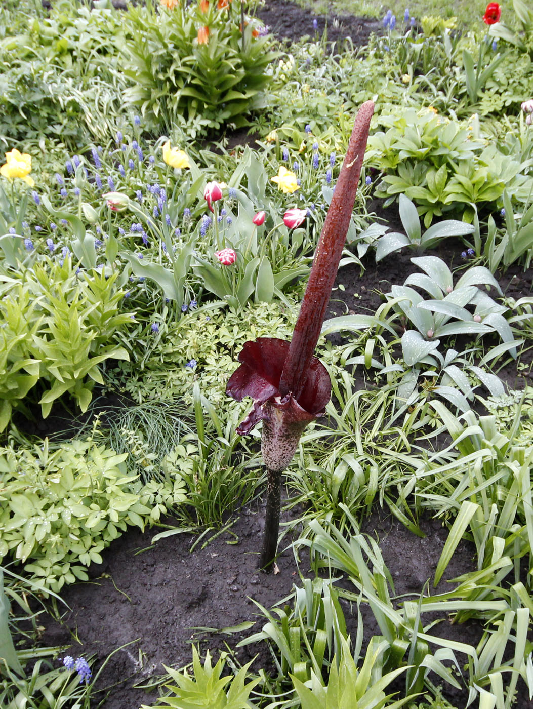 Изображение особи Amorphophallus konjac.