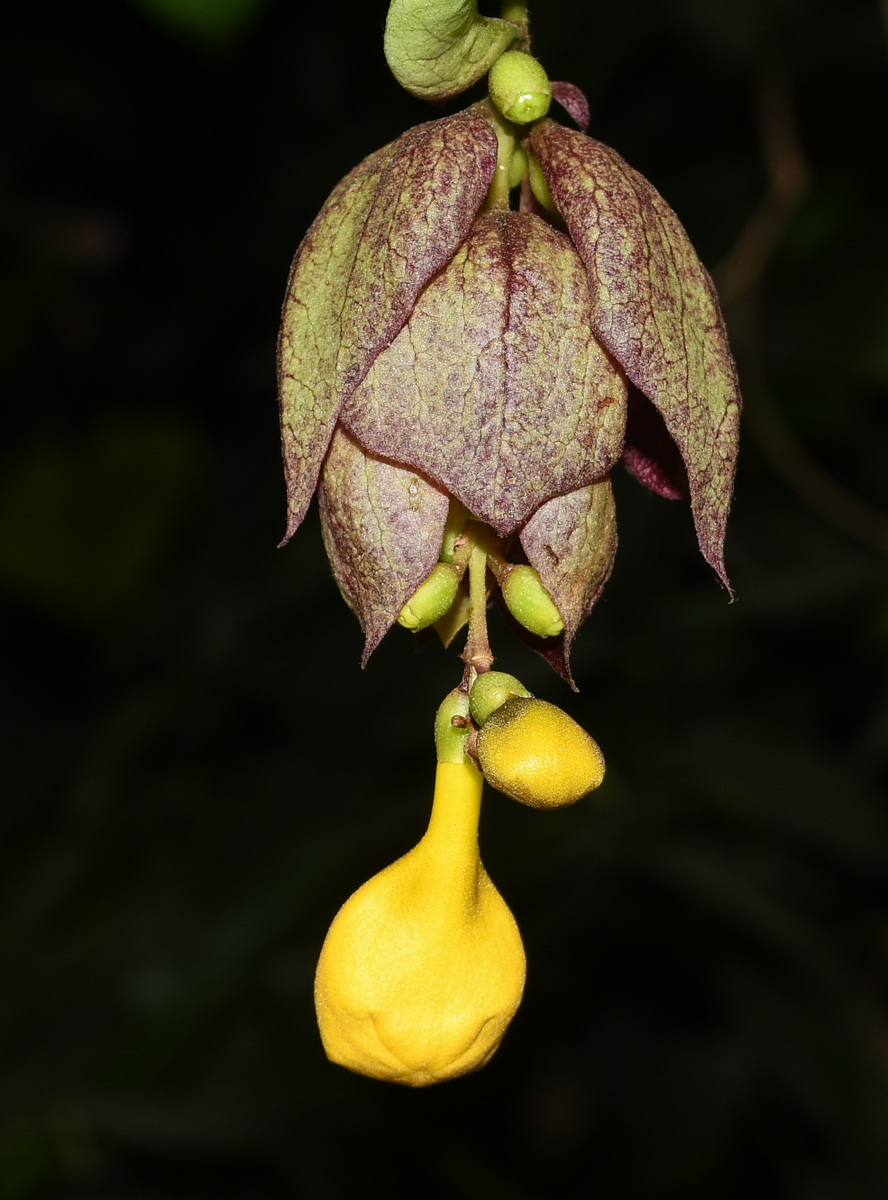 Изображение особи Gmelina philippensis.