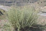 Artemisia persica