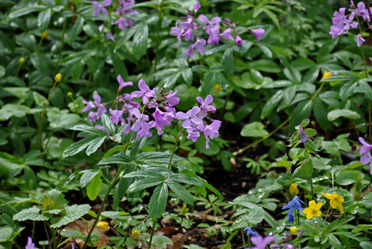 Изображение особи Cardamine quinquefolia.