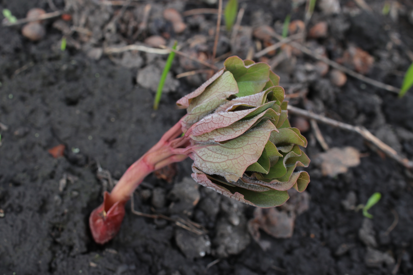 Image of Paeonia daurica specimen.