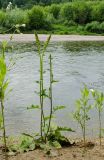 Verbascum nigrum