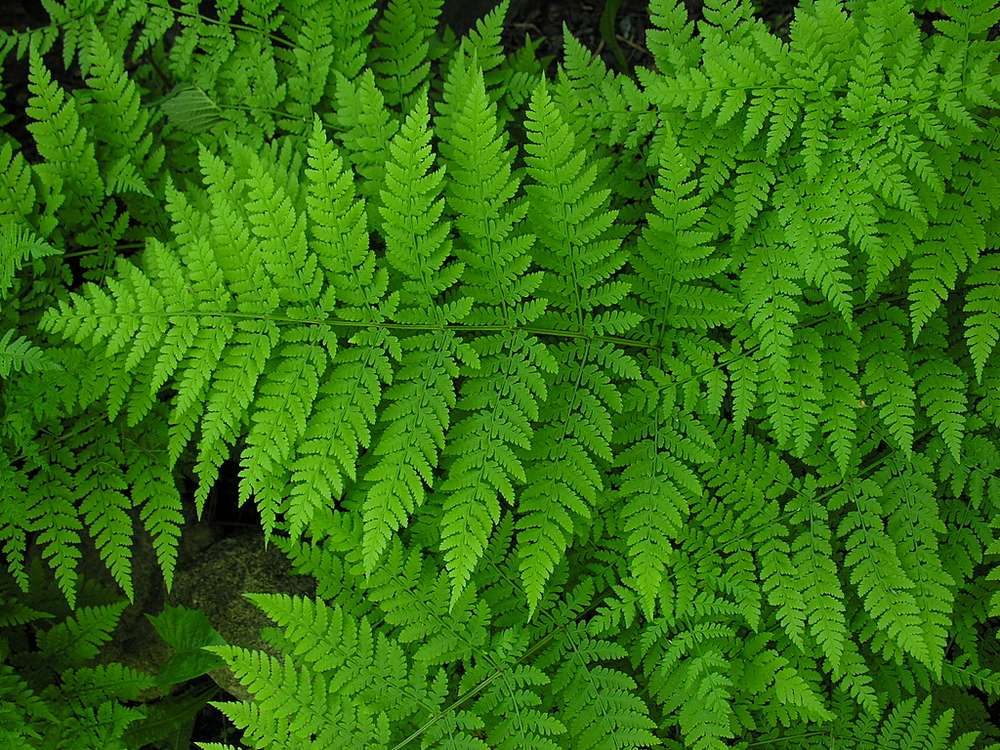 Image of Dryopteris expansa specimen.