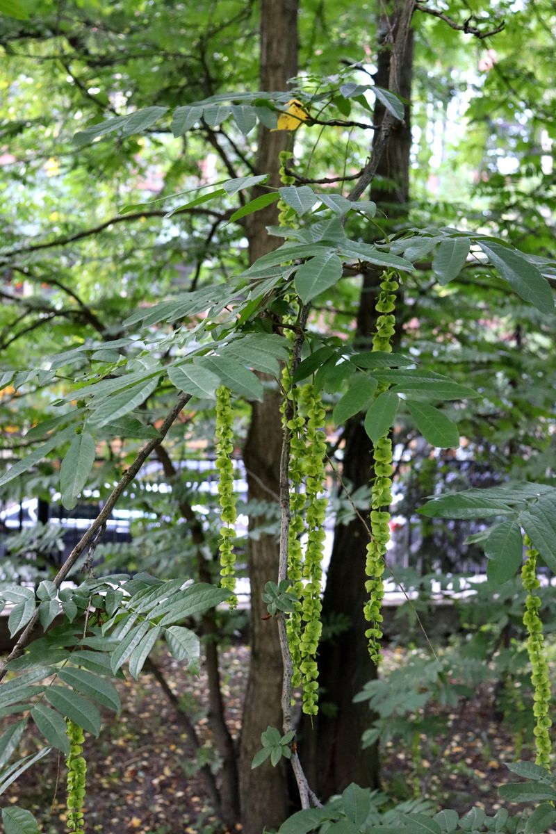 Image of Pterocarya fraxinifolia specimen.