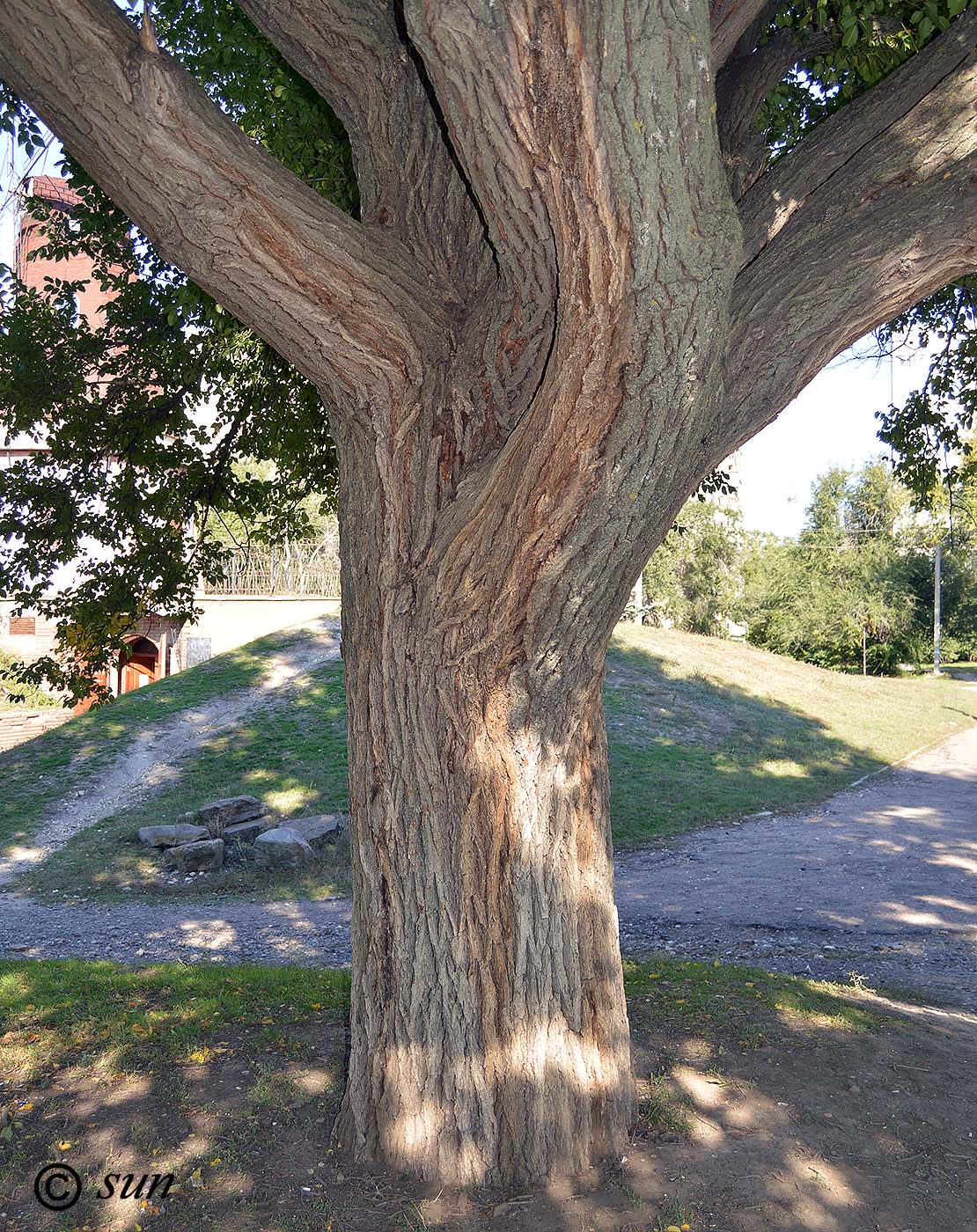 Image of Ulmus pumila specimen.