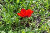 Anemone coronaria. Верхушка побега с цветком. Израиль, национальный парк \"Бейт Гуврин\", луг. 17.02.2020.