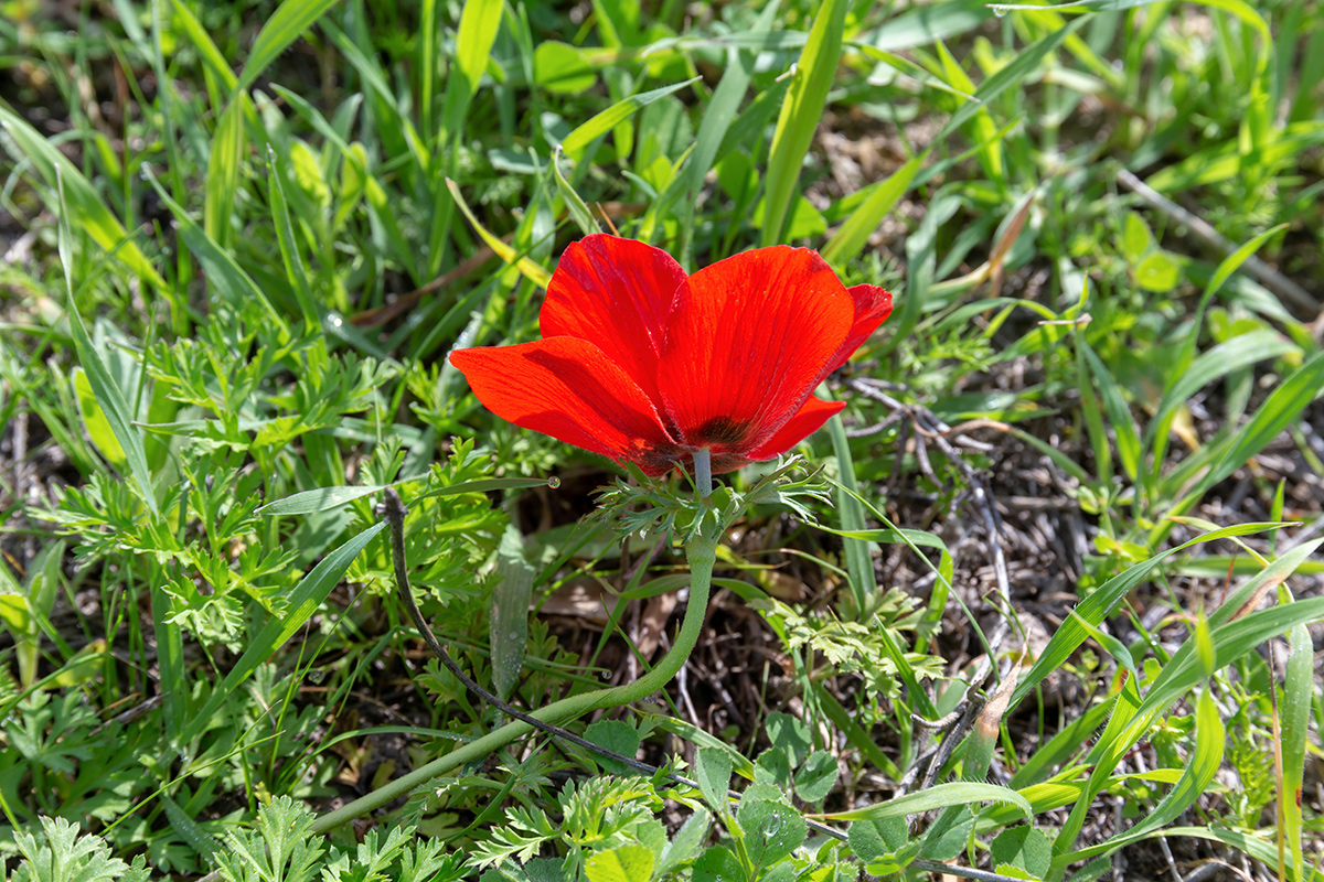 Изображение особи Anemone coronaria.