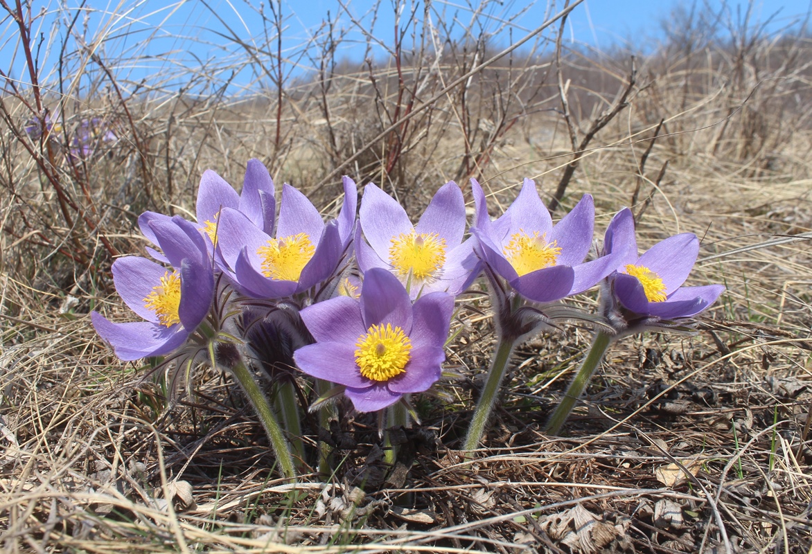 Image of Pulsatilla patens specimen.