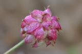 Trifolium raddeanum. Соплодие. Республика Северная Осетия-Алания, Ирафский р-н, Большой Кавказ, правый берег р. Даргонком, у начала морены ледника Донисарцете, ≈ 2640 м н.у.м., альпийский луг. 05.07.2021.