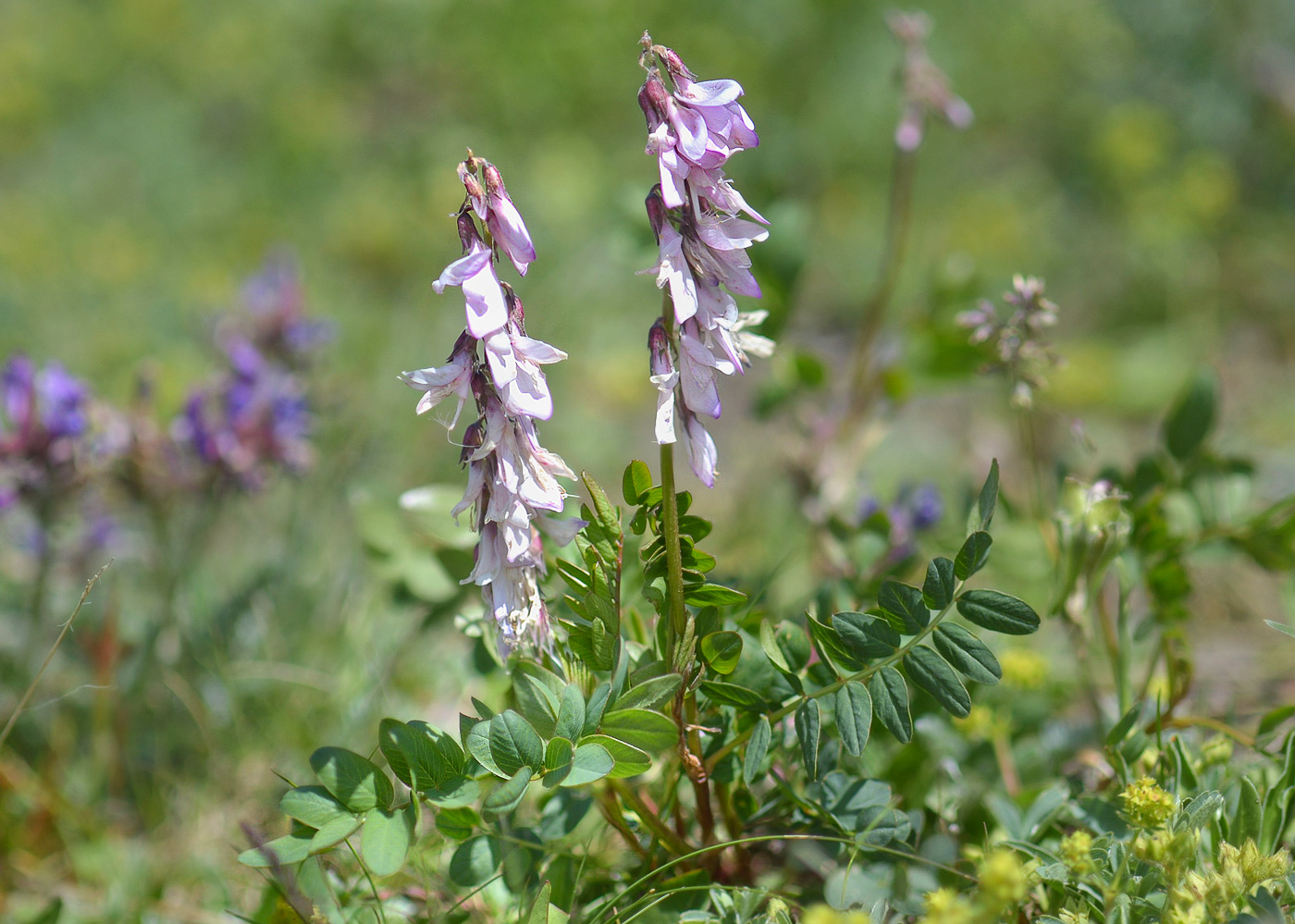 Изображение особи Hedysarum caucasicum.