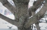 Pinus uncinata. Часть ствола поросшего лишайниками с основаниями скелетных ветвей. Москва, ВДНХ, в культуре. 05.01.2022.
