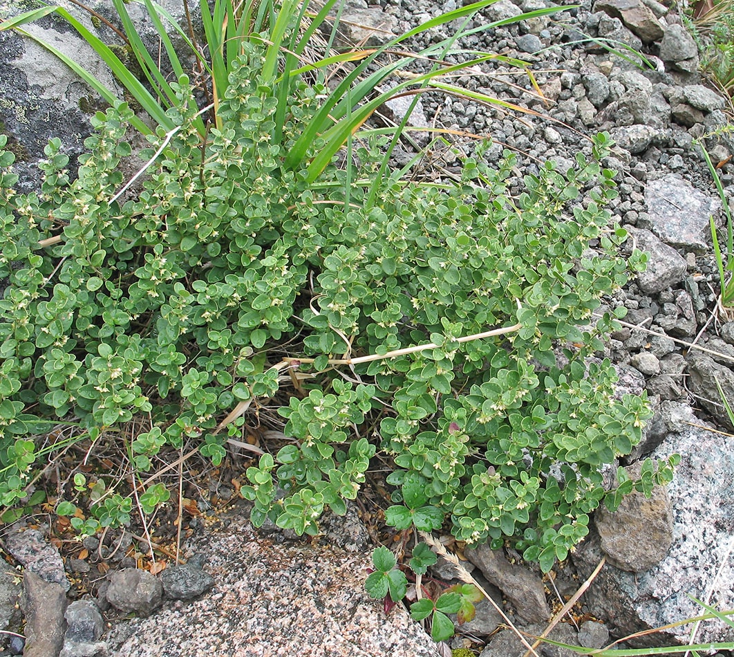 Image of Diplolepis nummulariifolia specimen.