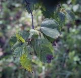 Betula occidentalis. Верхушка веточки. Москва, ГБС, дендрарий. 31.08.2021.