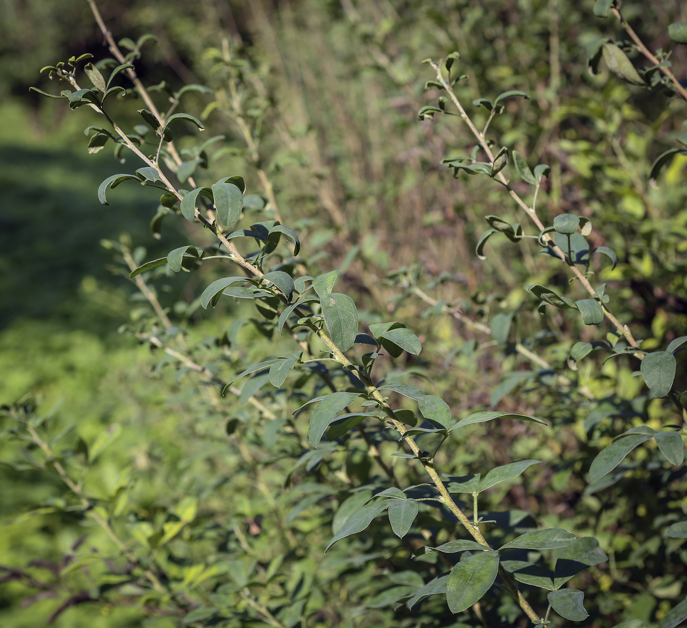 Изображение особи Chamaecytisus ruthenicus.