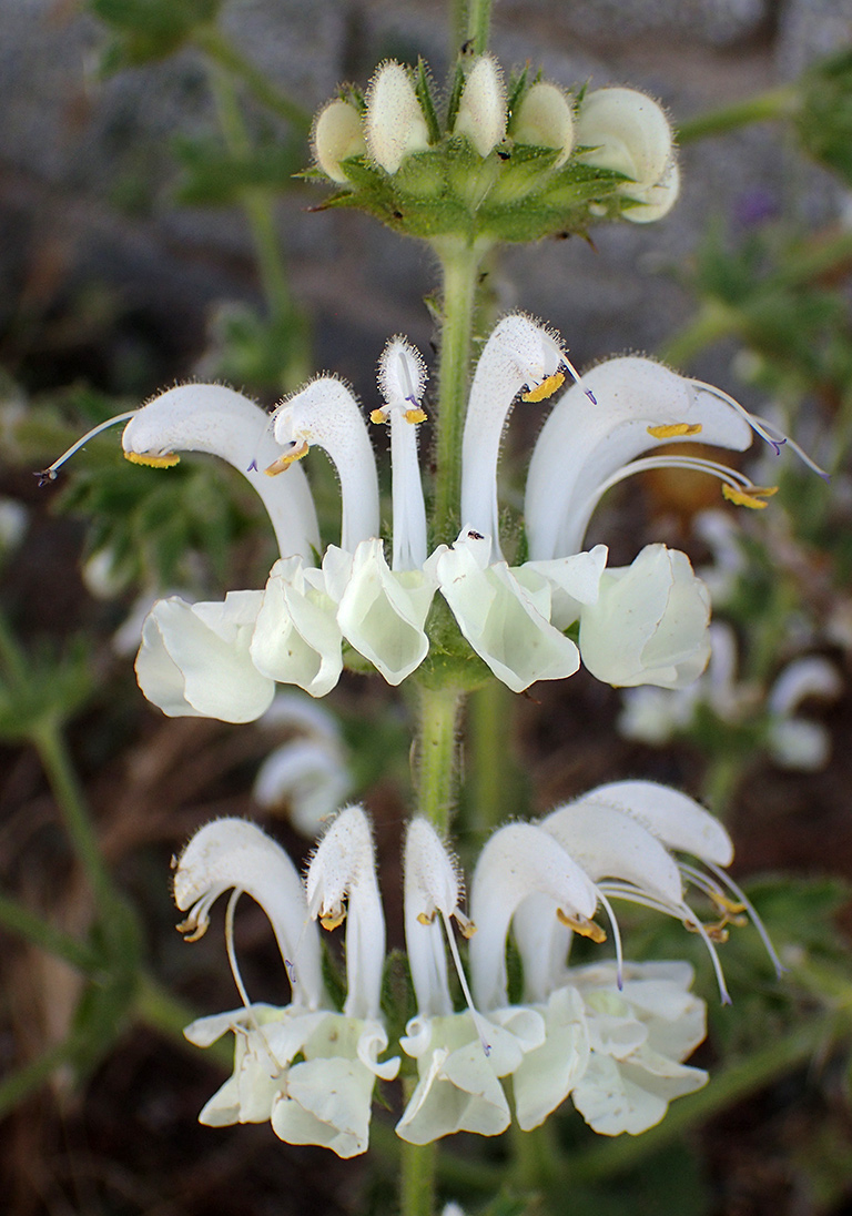 Image of Salvia argentea specimen.
