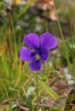 Viola altaica