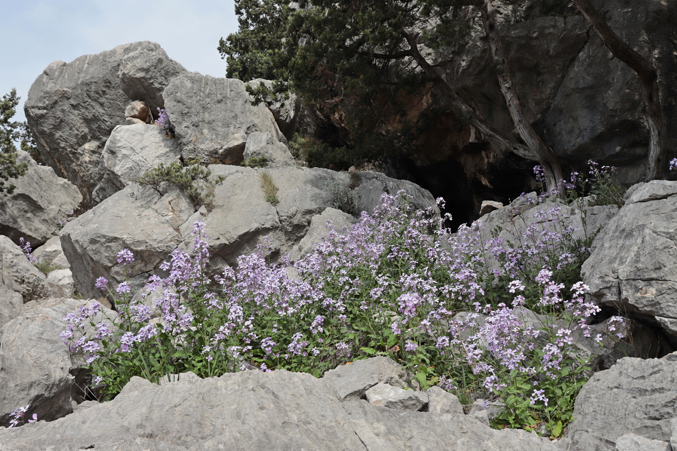 Изображение особи Hesperis steveniana.