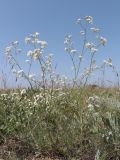 Galium octonarium. Цветущие побеги. Западный Крым, мыс Лукулл, степь. 01.06.2022.