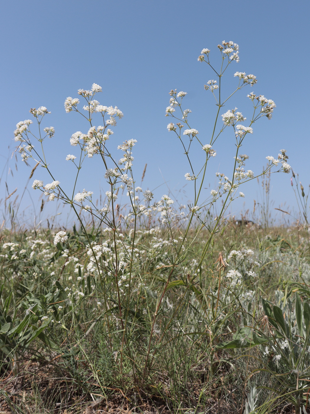 Изображение особи Galium octonarium.