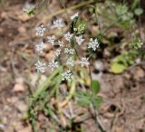 Pimpinella cretica. Соцветие. Израиль, горы Самарии, западная часть, поселение Альпей Менаше, насаженная сосновая роща. 14.04.2022.