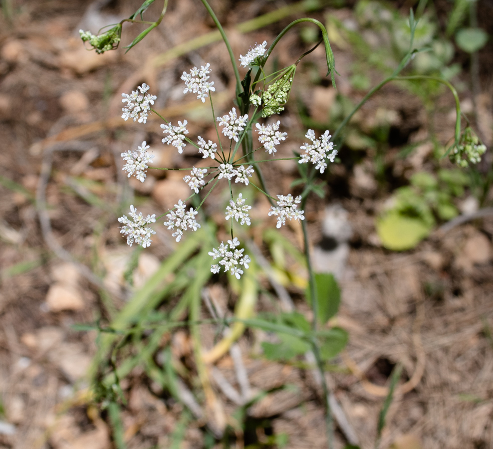 Изображение особи Pimpinella cretica.