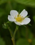 Fragaria viridis