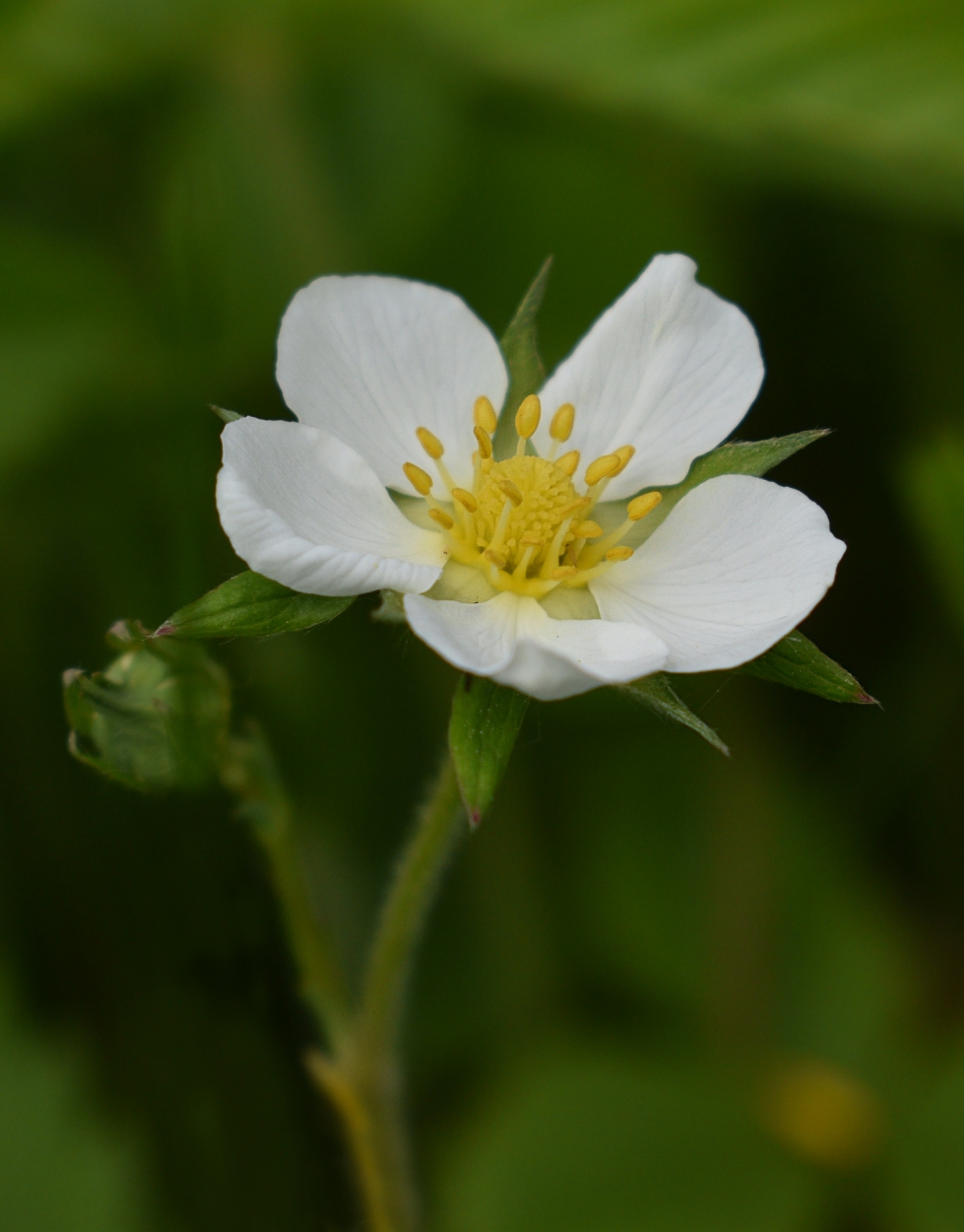 Изображение особи Fragaria viridis.