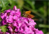 Dianthus barbatus