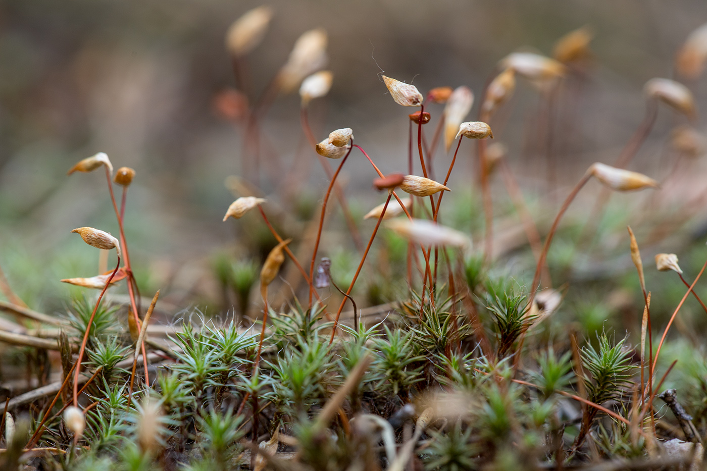 Image of Polytrichum piliferum specimen.