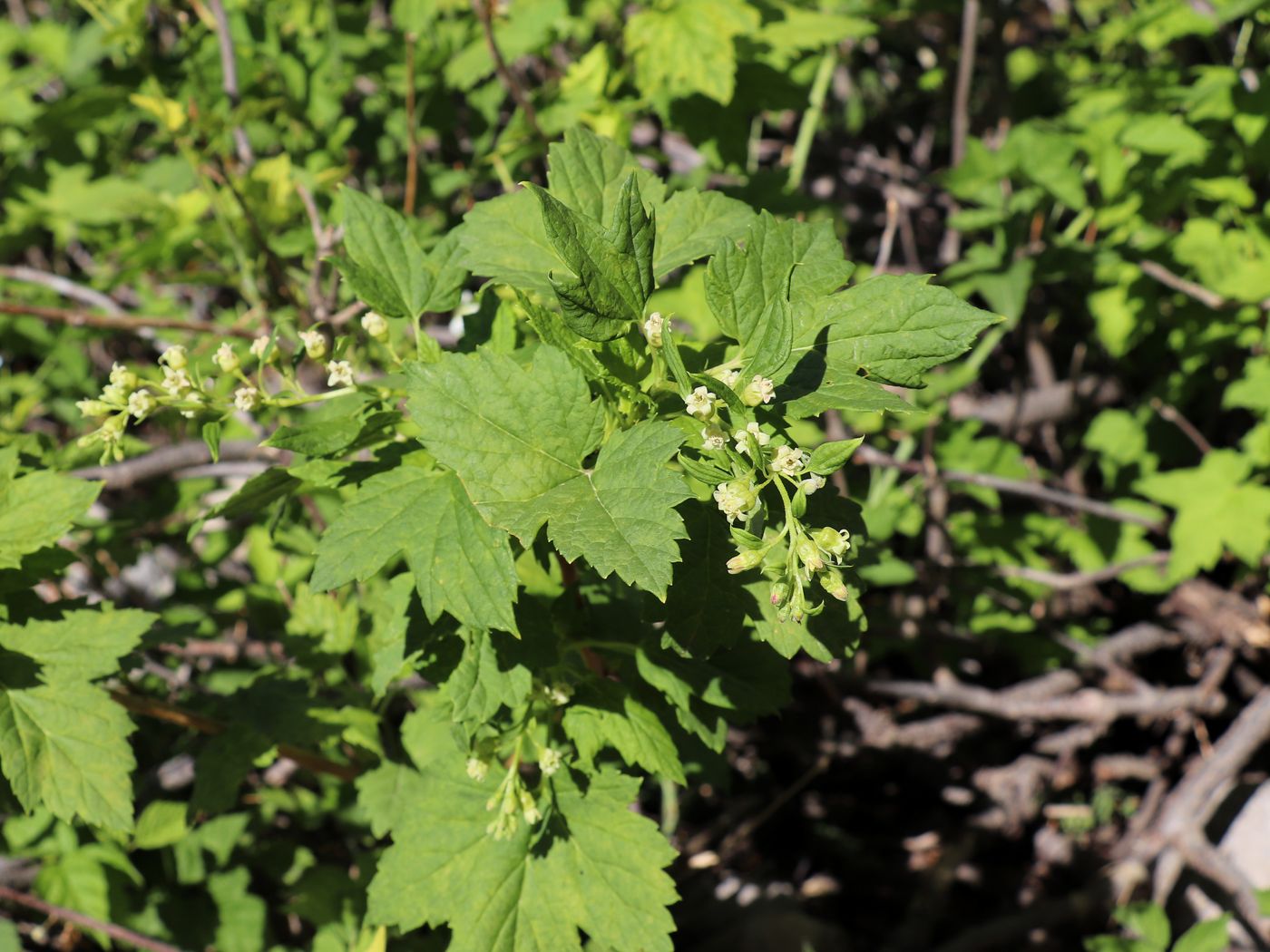 Image of Ribes janczewskii specimen.