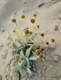 Chrysophthalmum dichotomum