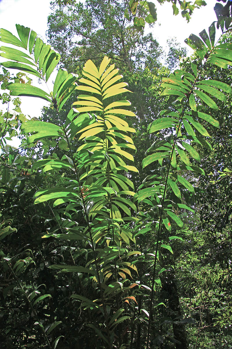 Image of familia Arecaceae specimen.
