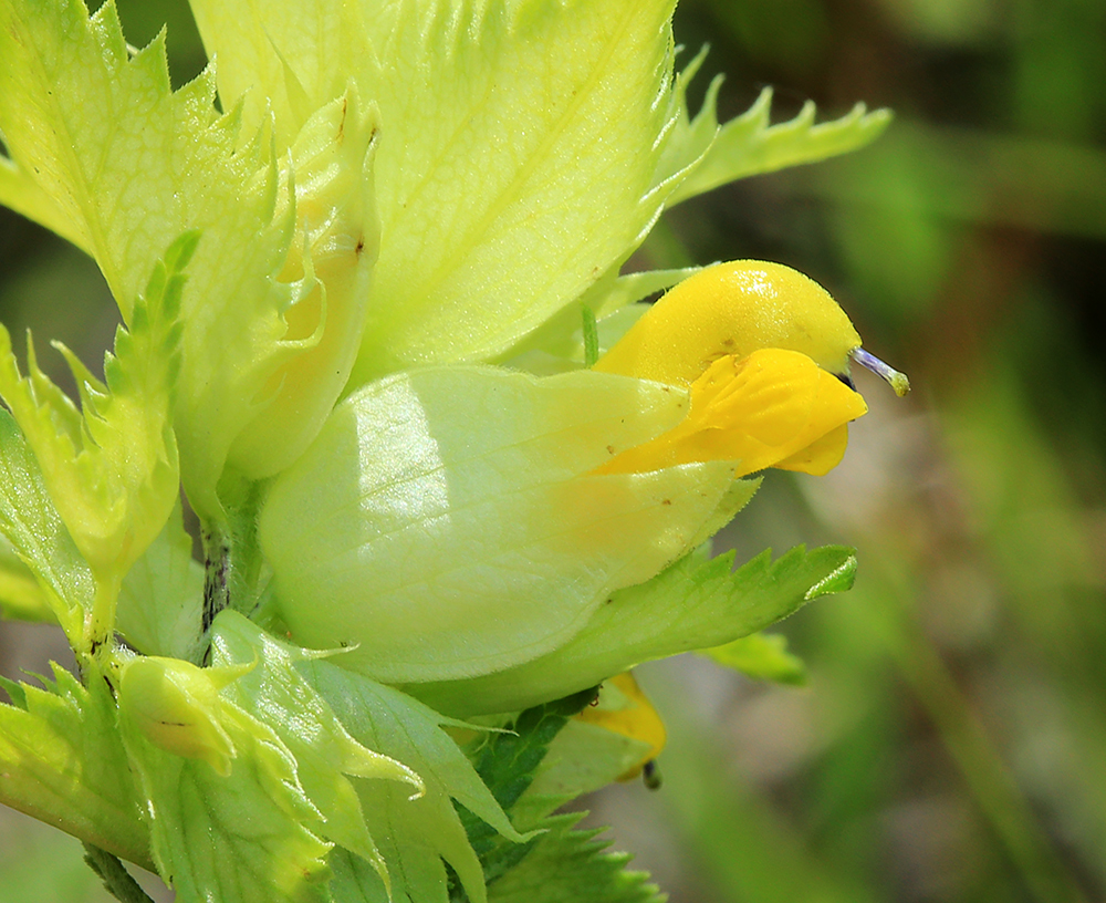 Изображение особи Rhinanthus aestivalis.