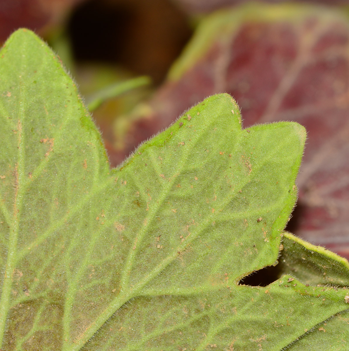 Image of genus Pelargonium specimen.