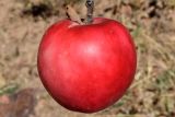 Malus domestica