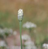 Allium ramosum