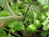 Solanum nigrum subspecies schultesii. Плоды. Южный Берег Крыма, пос. Виноградный. 29 ноября 2010 г.