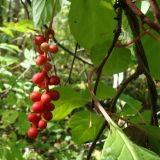 Schisandra chinensis