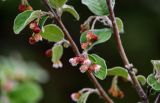 Cotoneaster melanocarpus